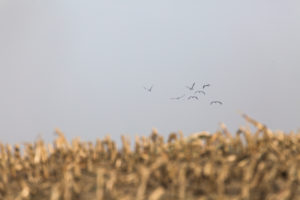 Cranes in Mecklenburg-Vorpommern Cranes in Mecklenburg-Vorpommern